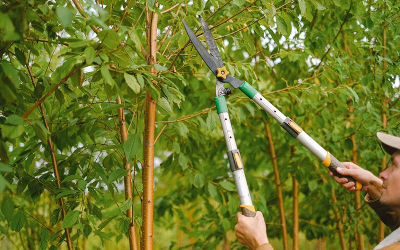 Tree trimming in Rising Sun, IN