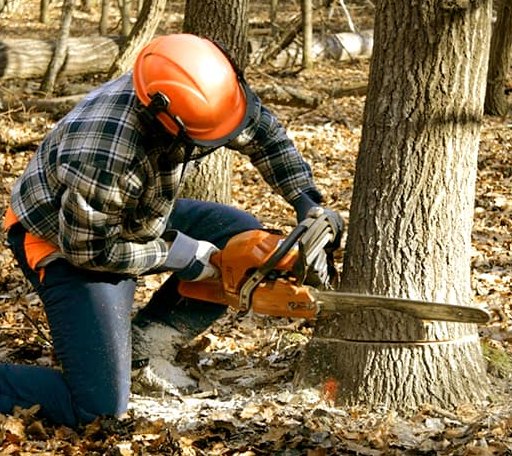 Tree Removal in Rising Sun, IN